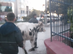 Cows say "Muuu" in Turkey, not "Moo". My camera cord is MIA, so this slightly blurry picture is all you get.
